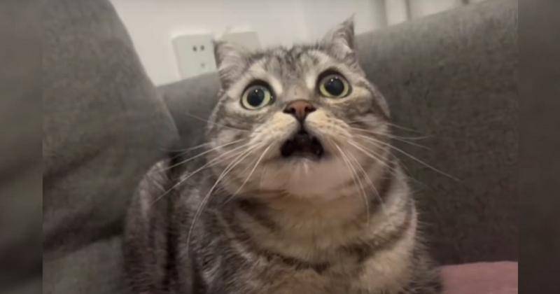 Youtube.com/MeowMadness